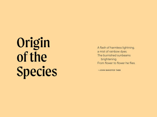 Paige Tate & Co. - A Little Book of Hummingbirds